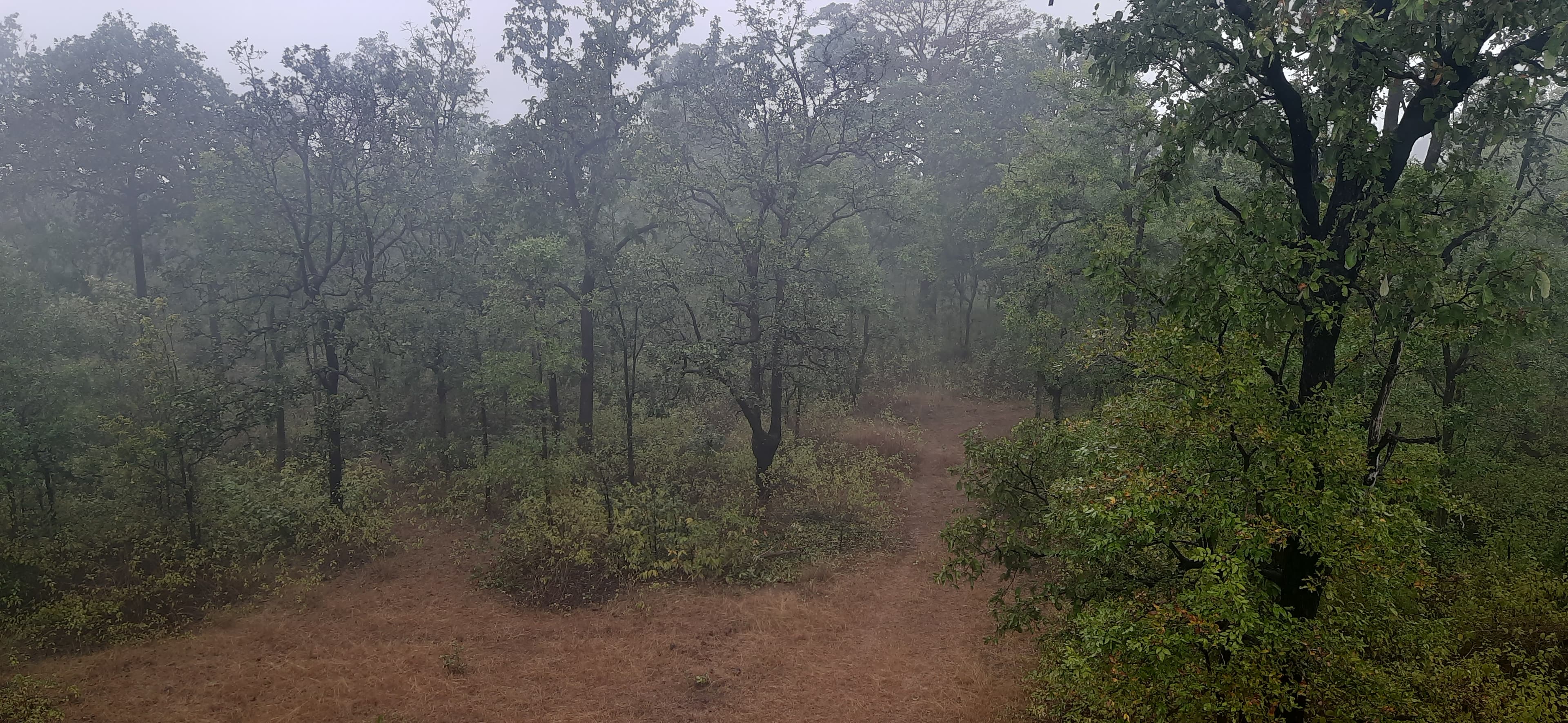 Serene forest trail through tiger reserve